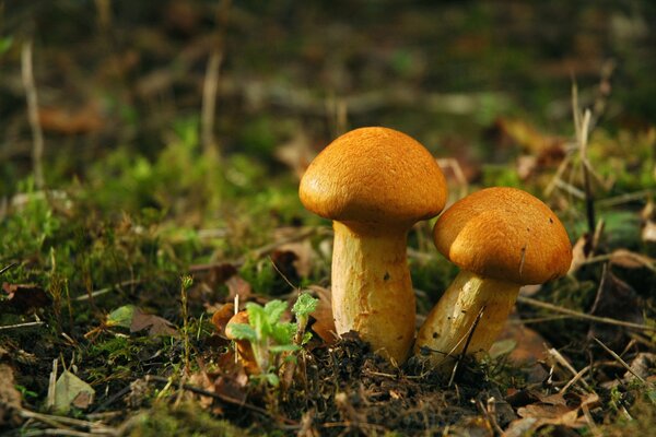 Colors of nature : white mushroom and fly agaric