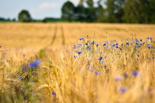 Fiordaliso in fiore in mezzo a spighe di grano