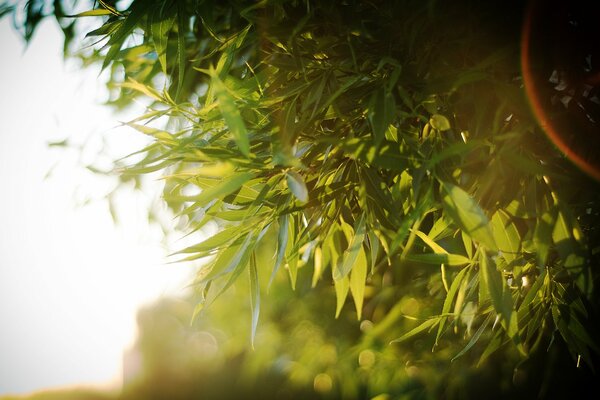 The rays of the sun in the foliage of a tree