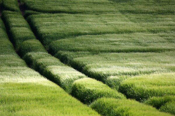 A green field and two paved paths