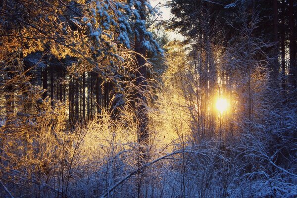 Foresta invernale al tramonto