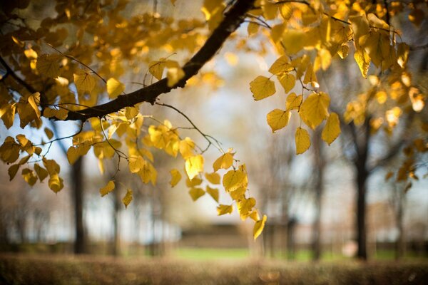 Natura autunnale, foglie zappate su un ramo