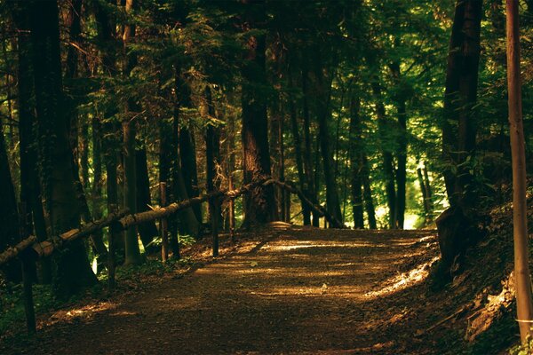 Giorno d estate nella foresta