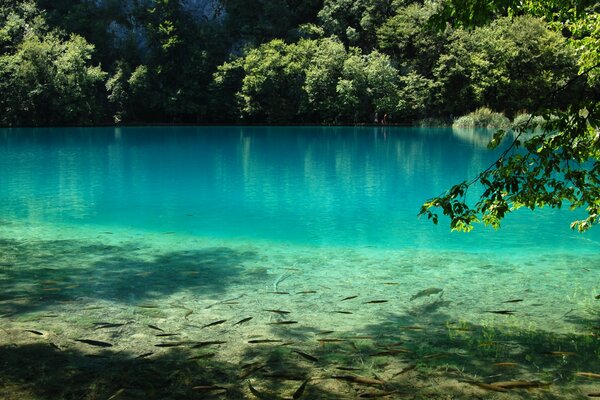 Lush trees in the reflection of clear water