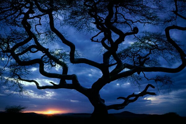 Beautiful silhouette of a tree at sunset