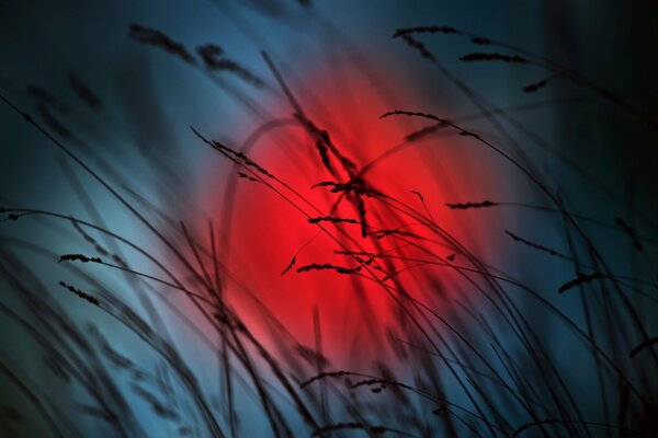 Red sun at sunset in the grass