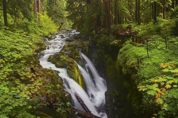 Cascade dans la forêt verte d été