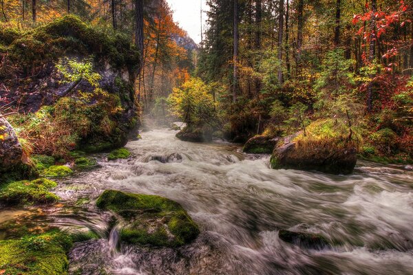 A stormy river in the middle of an autumn forest