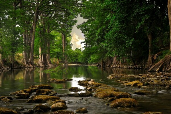 Wald Fluss Sommertag