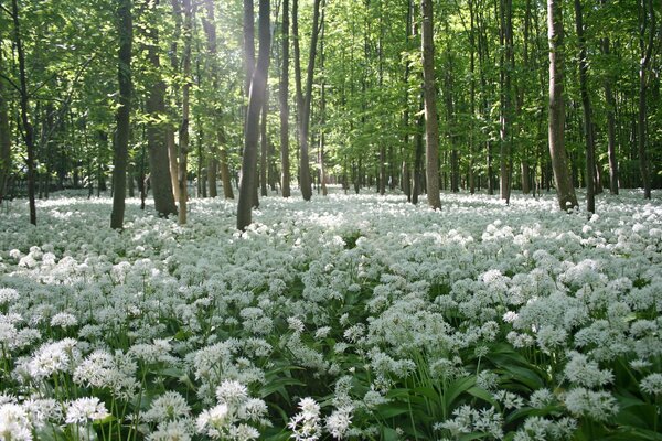 Clairière blanche neige de fleurs dans la forêt