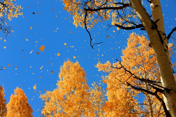 Herbstlaub auf blauem Himmel Hintergrund