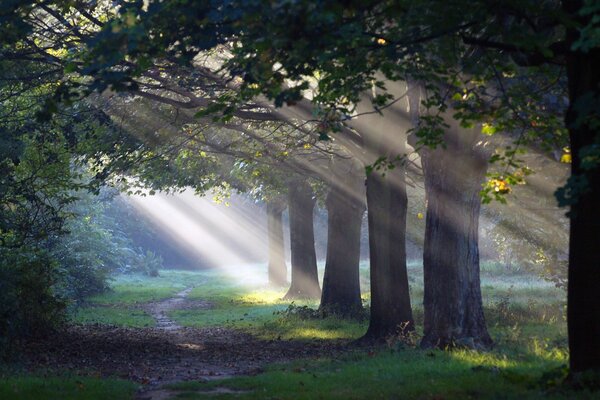 Amazing morning sunbeam in the forest