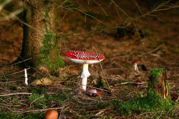 Otoño. Amanita entre el follaje, y detrás de él hay un árbol