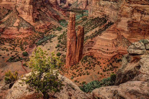 Canyon in estate con erba e alberi