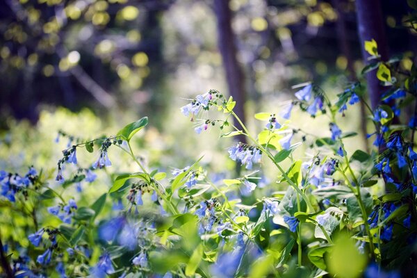 Blaue Blumen im Wald. Unscharfer Hintergrund