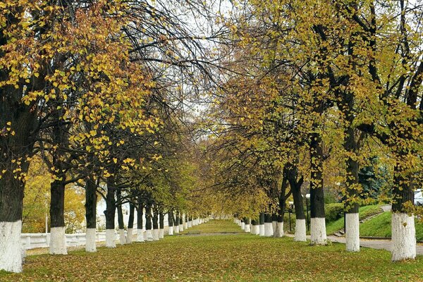 Herbstliche Natur. Bäume im Park