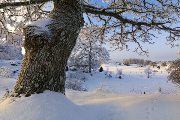 Bäume mit Schweizer Schnee umwickelt