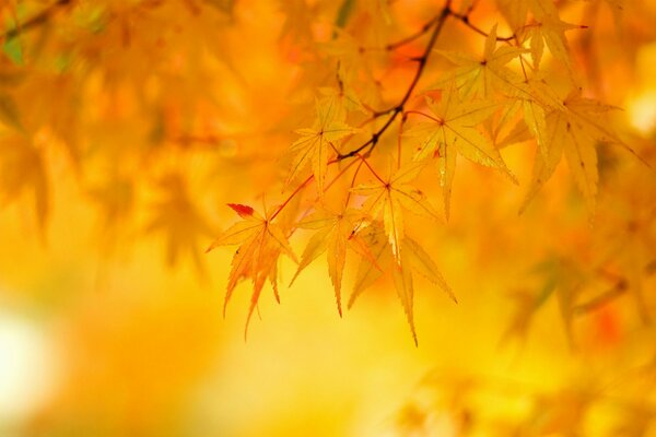 Yellow maple leaves on a tree