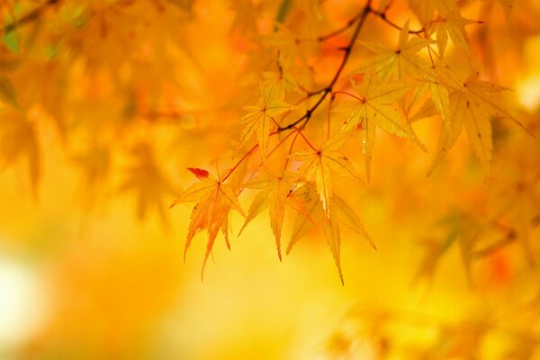 Żółte liście klonu na drzewie
