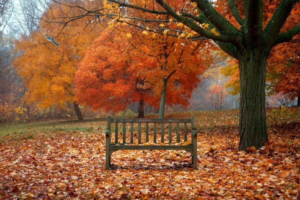 Banc solitaire au milieu de la chute des feuilles d automne