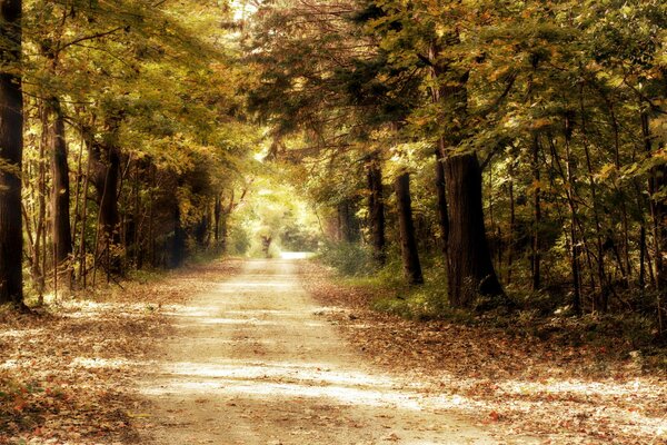 Hermosos Árboles en el bosque de otoño