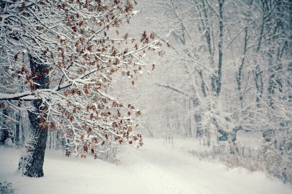 Foresta invernale nella decorazione della neve