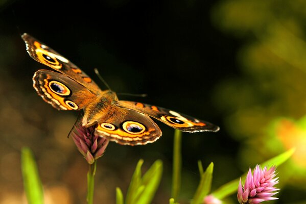 Un papillon avec un beau motif sur les ailes est assis sur un trèfle