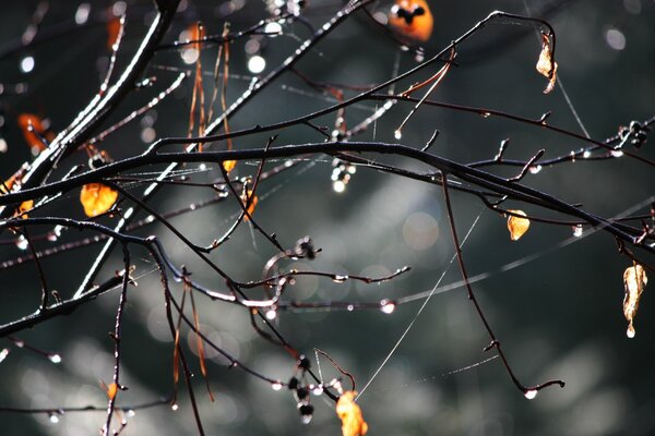 Goccia di pioggia autunnale