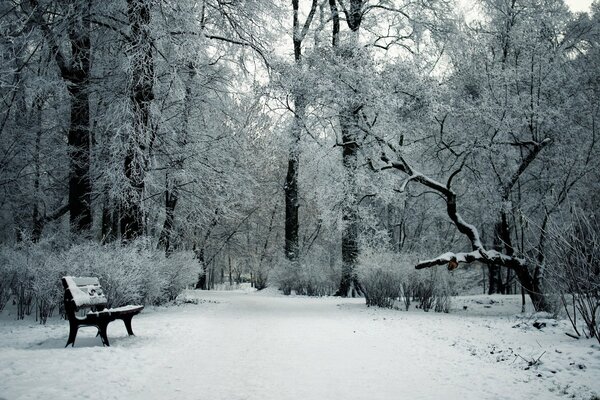 A bench in a snow-covered park in winter