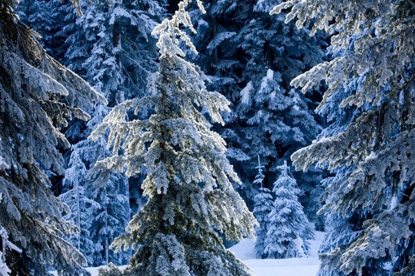 Der Winter hat sich mit seinem weißen Schnee gedreht