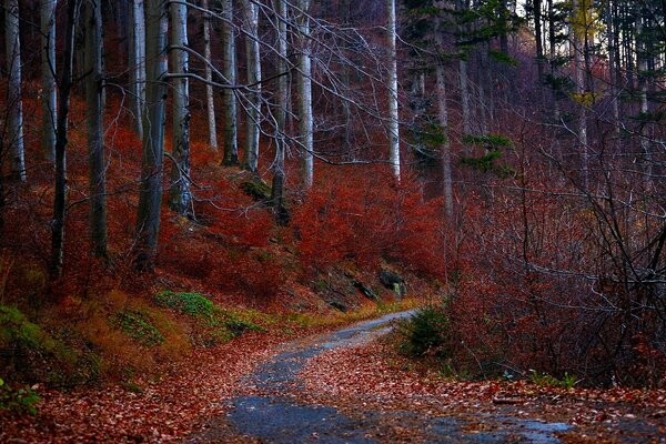 Autumn sinuoso camino rojo