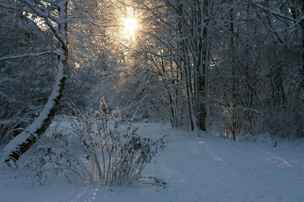 The sun breaks through the rays in the snowy forest