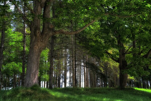 Foresta estiva in Russia