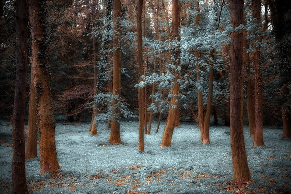 Magische Kiefernwaldlandschaft