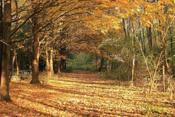 Caída de hojas de otoño en el bosque