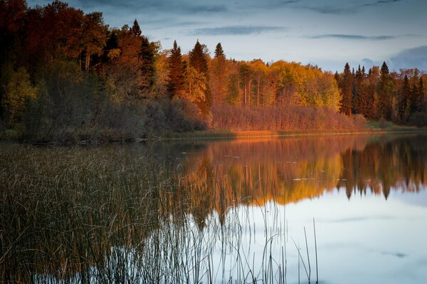 The forest was painted with autumn colors