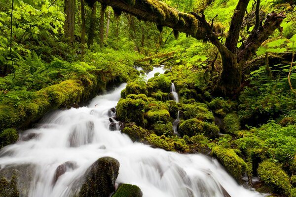 Wald Wasserfall im Sommergrün