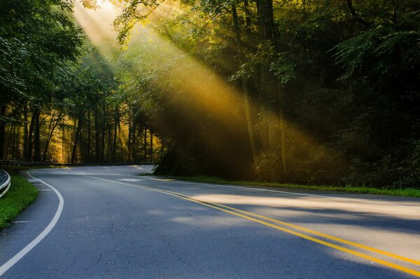 A ray of light falls on a forest road