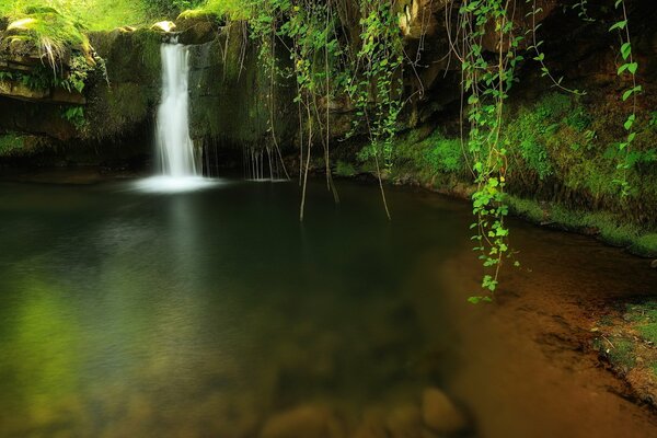 A pond with clear water, overgrown with greenery banks and a waterfall