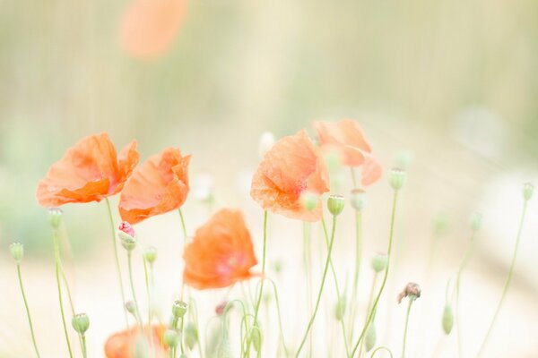 Wild orange flowers in the sun