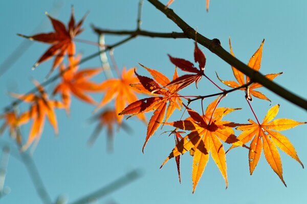 Ein Zweig mit orangefarbenem Laub auf einem blauen Himmelshintergrund