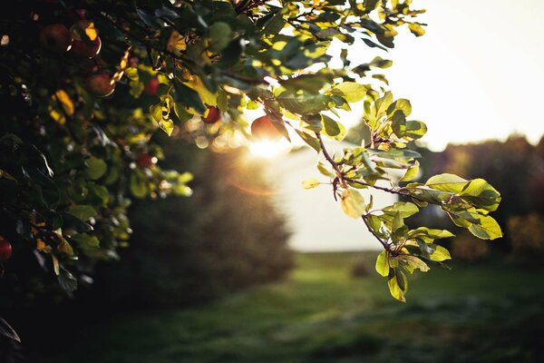 Follaje, reflejos, manzanas en el árbol