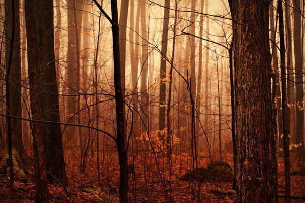 Herbstwald nach Regen