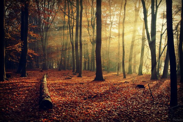 Follaje caído en el bosque de otoño