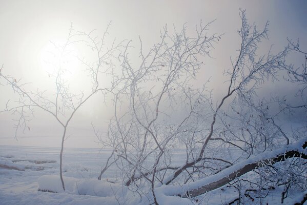 Branches d arbre enveloppées de givre