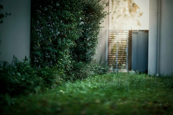 The courtyard. Greenery and bushes in July