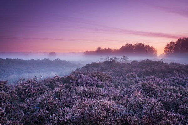 Fog creeps over bushes and trees