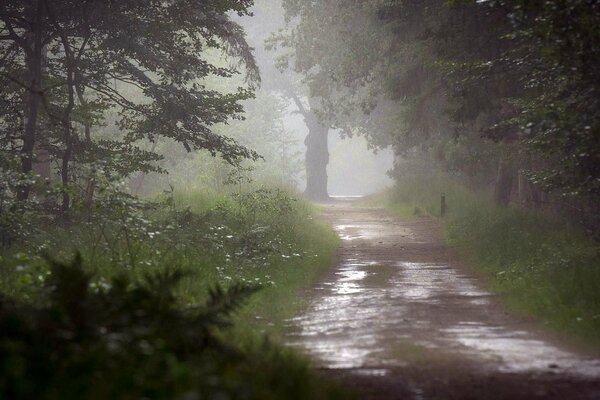 Rain. Wet road to the forest