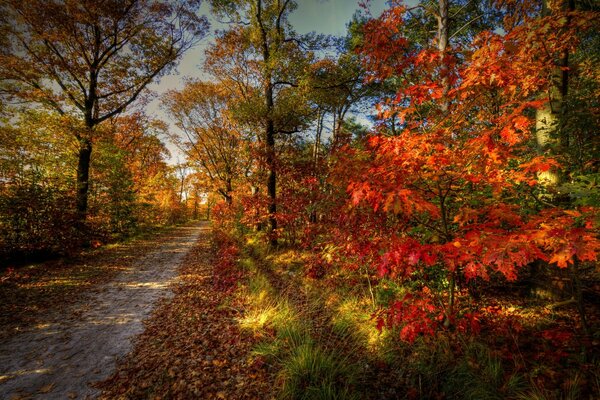 Herbstwald mit Farben angezogen