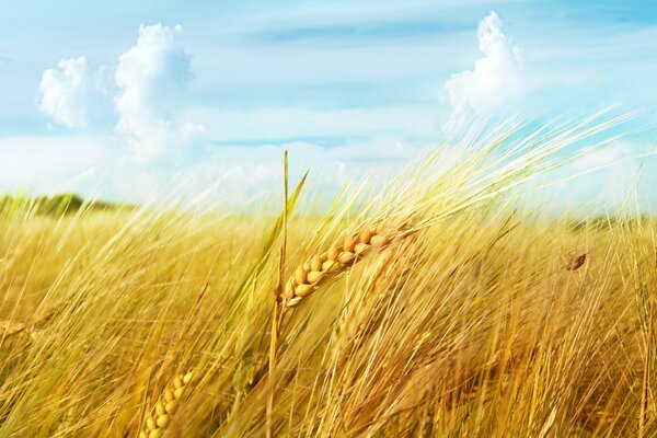 Wheat field under cloudy sky